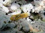27- Nudibranche Halgerda willeyi - Passe de Kouare